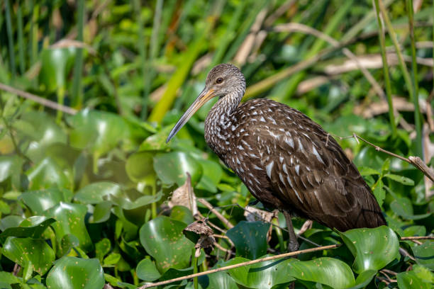 istock Limpkin Profile Looking Left In Thick Green Marsh 1688506369