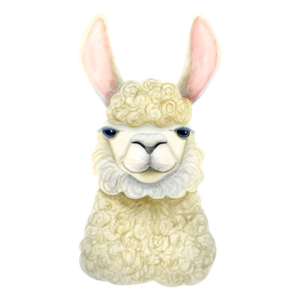 istock Funny cute alpaca lama watercolor illustration isolated on white background. Curly fluffy mammal animal drawing for prints, wall art and cards 1688515688
