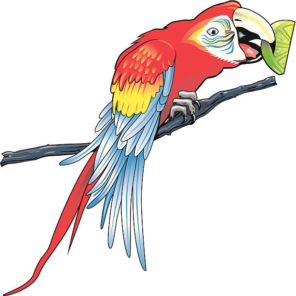 попугай - parrot multi colored bird perching stock illustrations