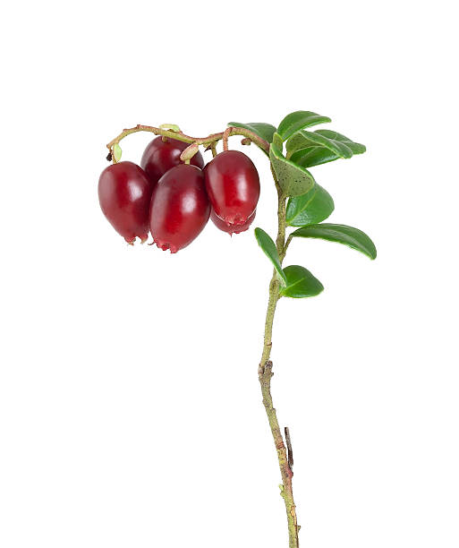 istock Lingonberry sprigs with ripe berries isolated on white background 168852068
