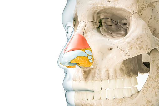 Lateral nasal cartilage in red color with body contours 3D rendering illustration isolated on white with copy space. Human skeleton and nose anatomy, medical diagram concepts.