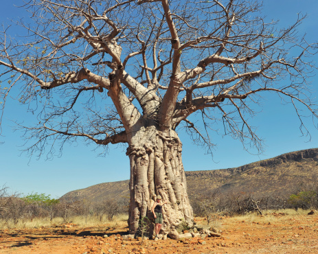 Woman standing near a baobab tree in Kaokoland,Namibia.