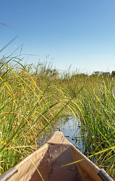 istock Traditional mokoro canoe in Okavango Delta,Botswana 168854913