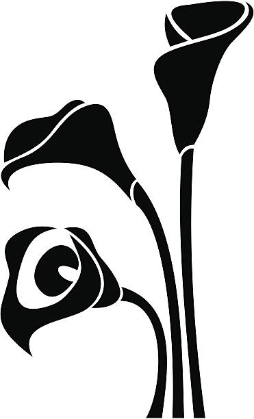 ilustraciones, imágenes clip art, dibujos animados e iconos de stock de negro siluetas de calla lilies. ilustración vectorial. - silhouette beautiful flower head close up