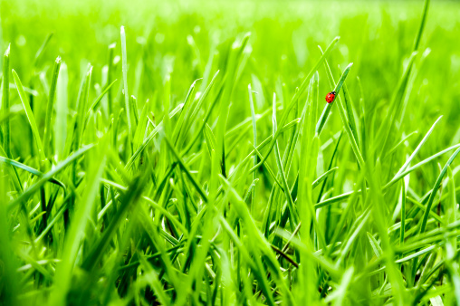 Close-up of fresh, juicy green grass lawn with little ladybug walking on a blade of grass.