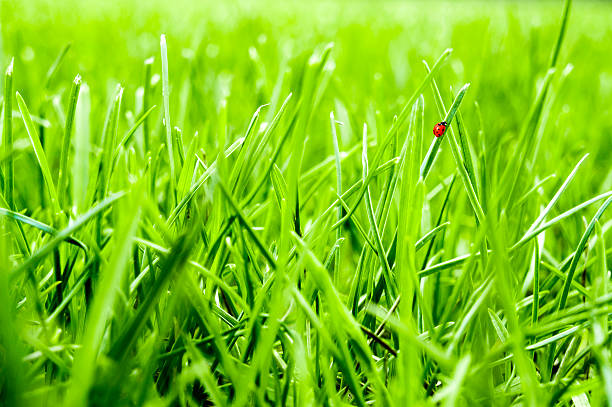 Close-up of green grass lawn with little ladybug walking Close-up of fresh, juicy green grass lawn with little ladybug walking on a blade of grass. seven spot ladybird stock pictures, royalty-free photos & images