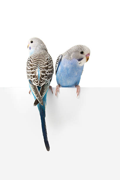 2 つの鳥が白背景 - photography young animal bird young bird ストックフォトと画像
