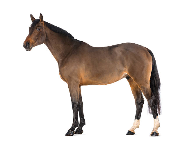 istock Male Belgian Warmblood, BWP, 3 years old 168855102