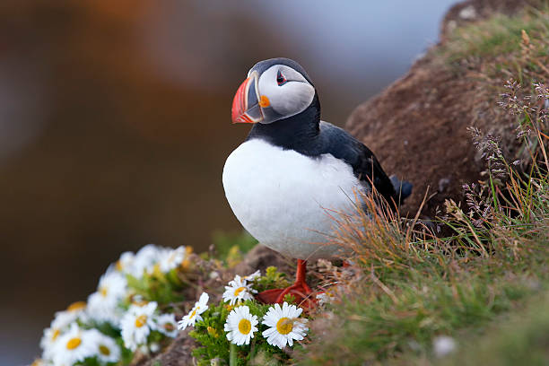 Atlantic Puffin (Fratercula arctica) Atlantic Puffin puffin photos stock pictures, royalty-free photos & images