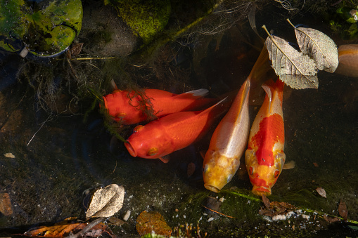 Close up of Goldfish eating algae in a pond