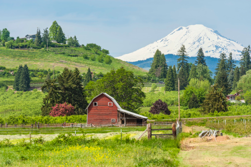 Traditional wooden red barn set amongst the vibrant green landscape, orchards, crops and well-tended farmland of Oregon, overlooked by the dramatic snow capped peak of Mt. Adams, Washington, USA. ProPhoto RGB profile for maximum color fidelity and gamut.