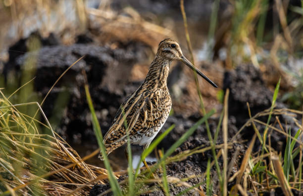 istock Pintail Snipe on the ground animal portrait. 1688564008