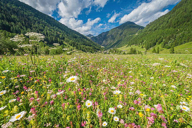 grazioso fiore di campo prato della valle di montagna estate idilliaca - european alps switzerland swiss culture mountain foto e immagini stock