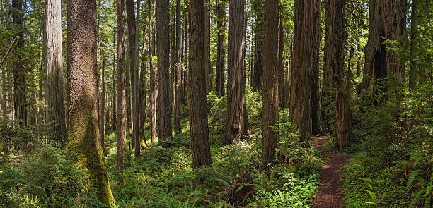 chemin de terre à travers la nature préservée de la forêt de redwood sequoia - forest fern glade copse photos et images de collection