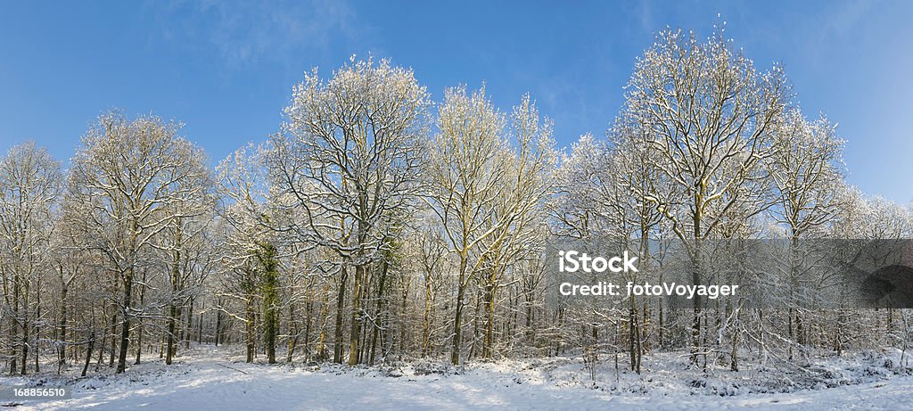 Inverno neve coperto di alberi di foresta panorama di bosco - Foto stock royalty-free di Albero