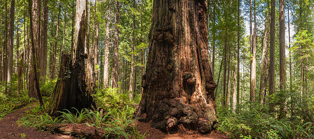 giant redwood trees en cloud forest wilderness panorama - rainforest redwood sequoia footpath fotografías e imágenes de stock