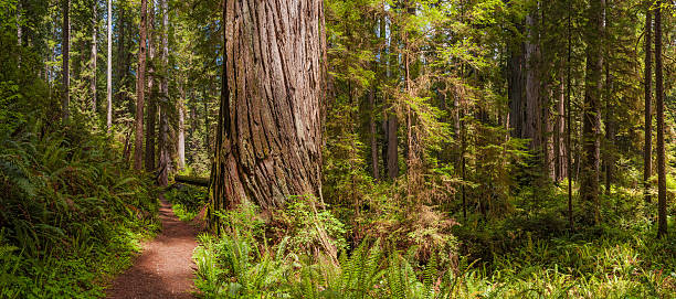 idílica forest trail de giant redwood grove california, usa - rainforest redwood sequoia footpath fotografías e imágenes de stock