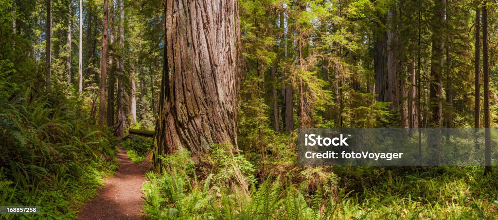 Idyllic forest trail through Giant Redwood grove California USA Sunlight on an earth trail between the iconic old-growth forests of coastal Giant Redwood trees (Sequoia sempervirens) in the Redwood National Park of northern California, USA. ProPhoto RGB profile for maximum color fidelity and gamut. Redwood Tree Stock Photo