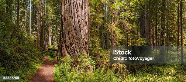 Idyllic Forest Trail Through Giant Redwood Grove California Usa Stock Photo - Download Image Now