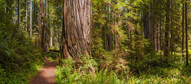 caminho através da floresta paradisíaca gigante oxalis grove california usa - forest fern glade copse imagens e fotografias de stock