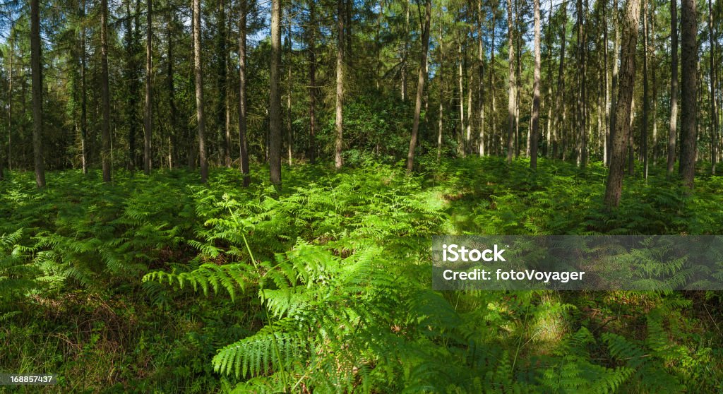 Fougère de la lumière du soleil éclatant de la forêt de l'été vert woodland panorama - Photo de Angleterre libre de droits