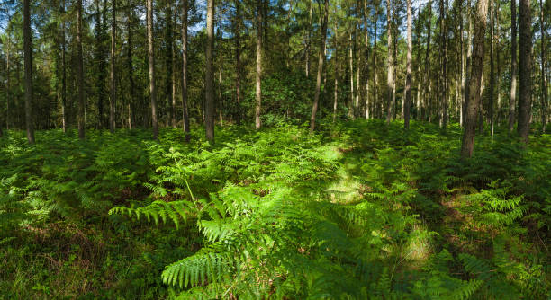 luz do sol de verão vibrante floresta de samambaias panorama de floresta verde - glade light dappled tree - fotografias e filmes do acervo