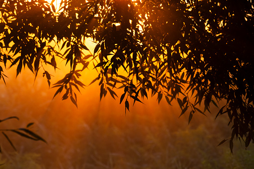 rising rays of the sun break through the trees