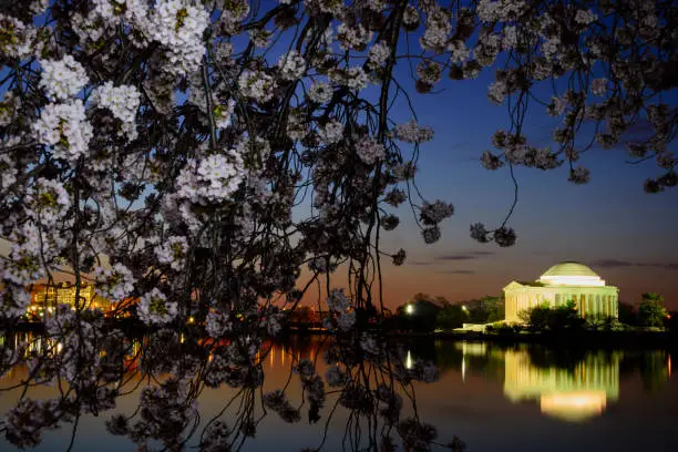 Photo of Jefferson Memorial framed by cherry blossoms at dawn