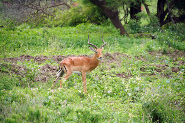 istock Impala Antelope - Tarangire National Park - Tanzania 1688580565