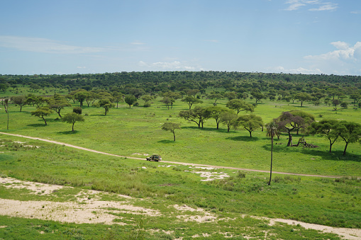 Mid distance view of lions and cubs on grassy landscape against clear sky at National Park in Kenya,East Africa on sunny day