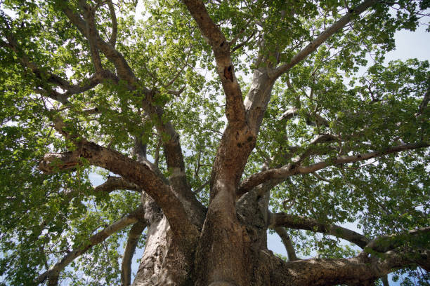 istock Tarangire National Park - Tanzania 1688581147