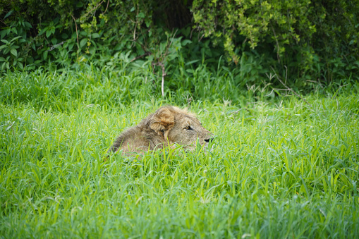 Lying Lion - Tarangire National Park - Tanzania
