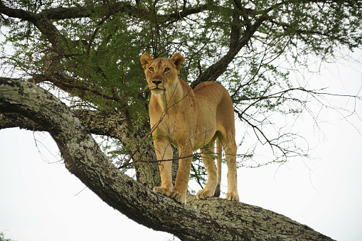 Climbing lions - Tarangire National Park - Tanzania