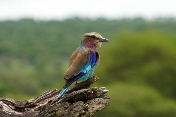 istock Roller bird - Tarangire National Park - Tanzania 1688582221