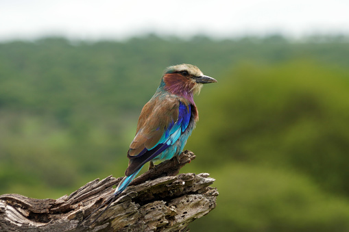 Roller bird - Tarangire National Park - Tanzania