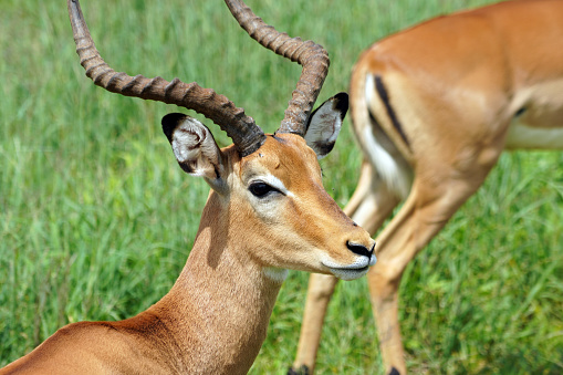 Impala Antelope - Tarangire National Park - Tanzania