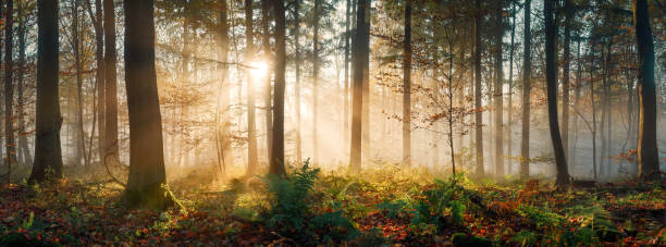 istock Magical light conditions in misty woodland 1688583370