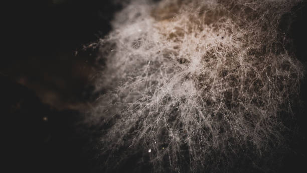 istock Fungus, white, from rotten mushrooms 1688586088
