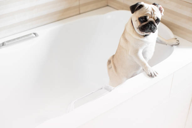 istock Dog in the bathroom 1688591376
