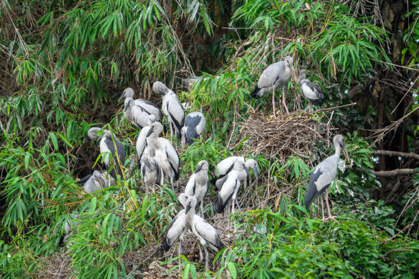istock The Asian openbill or Asian openbill stork (Anastomus oscitans) 1688593560