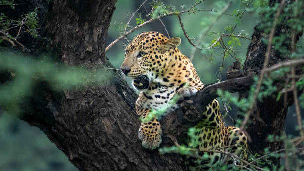 The Indian leopard (Panthera pardus fusca) The Indian leopard (Panthera pardus fusca) gir forest national park stock pictures, royalty-free photos & images