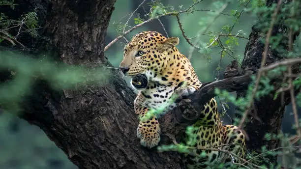 The Indian leopard (Panthera pardus fusca)
