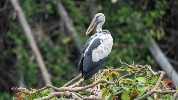 istock The Asian openbill or Asian openbill stork (Anastomus oscitans) 1688593613