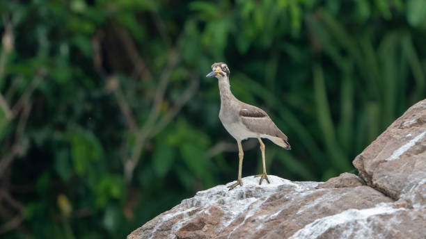 the indian stone-curlew or indian thick-knee (burhinus indicus) - stone curlew imagens e fotografias de stock