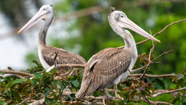 istock spot-billed pelican (Pelecanus philippensis) or gray pelican 1688594160