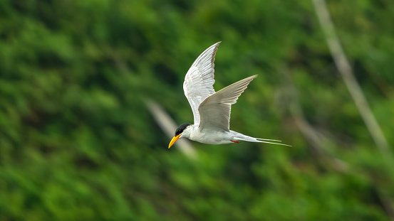 The Indian river tern or just river tern (Sterna aurantia)