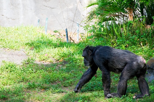 Chimpanzee Walking