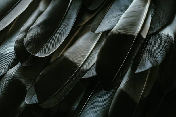 istock there are many feather feathers that are black and grey color 1688595345