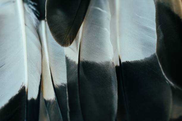 istock Closeup of the white and black feathers 1688595354