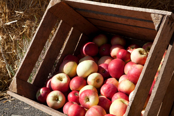 istock Red fresh apples in wooden box. 1688605153